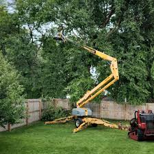 Best Palm Tree Trimming  in Manvel, TX