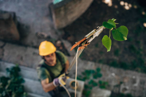 Best Fruit Tree Pruning  in Manvel, TX