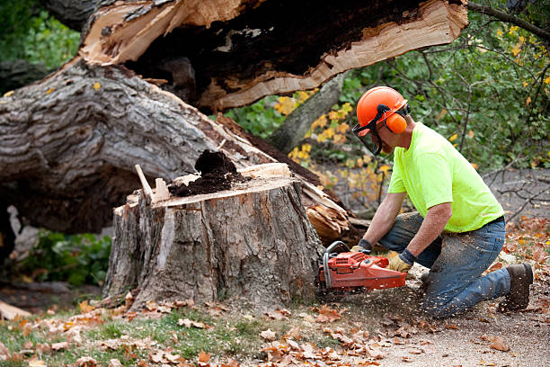 How Our Tree Care Process Works  in  Manvel, TX