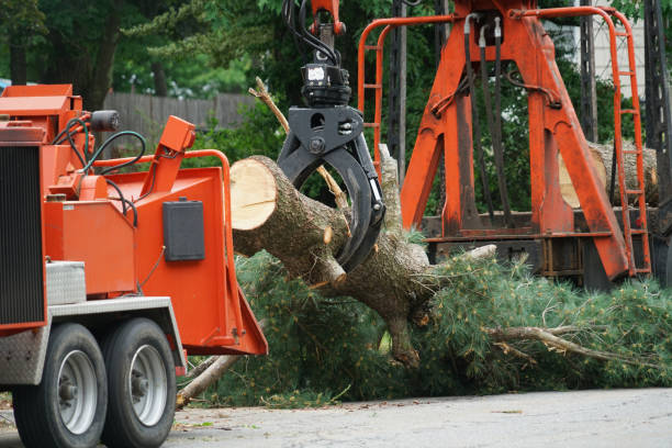 Best Grass Overseeding  in Manvel, TX