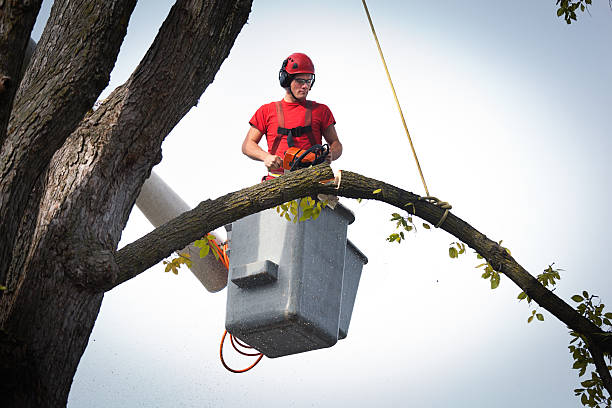 Best Tree Cabling and Bracing  in Manvel, TX