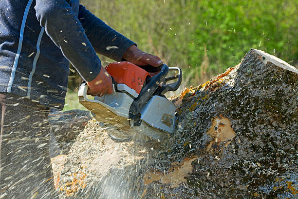 Best Tree Maintenance Programs  in Manvel, TX